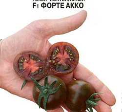 Томат Форте Акко F1