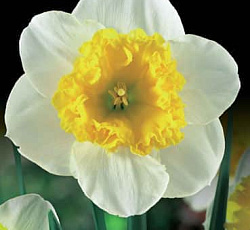 Нарцисс (крупнокорончатый) - Кёрли (Люкс)