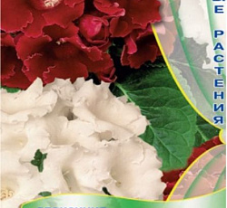 Глоксиния Жозефина