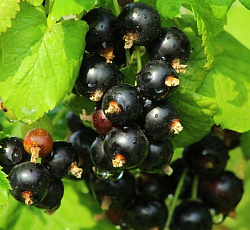 Смородина черная (традиционная) - Багира