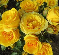 Роза (спрей) - Сан Сити