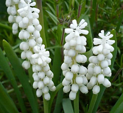 Мускари - Гроздевидный Альбум