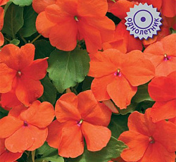 Бальзамин Джусто Оранж