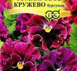 Виола Виттрока Махровое Кружево бургунди F1