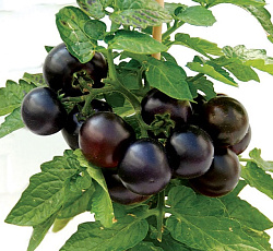 Томат Патио блэк F1