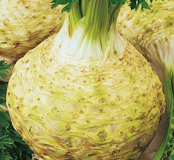 Сельдерей корневой Пражский гигант