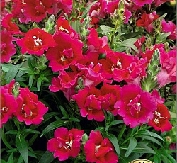 Антирринум махровый Твинни F1 Виолет