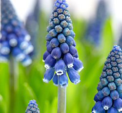 Мускари - неглектум Джойс Спирит