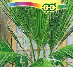 Вашингтония нитеносная Майами