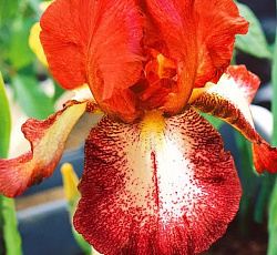Ирис (бородатый) - Римфайр