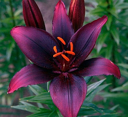 Лилия (азиатская) - Дарк Секрет