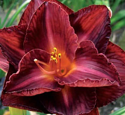 Лилейник (гибридный) - Бургунди Лав