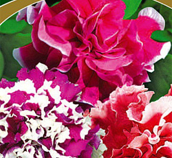 Петуния махровая Пируэтт микс