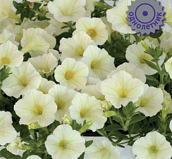 Петуния гибридная Пендолино Еллоу Центр