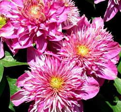 Клематис (крупноцветковый) - Кайзер (Люкс)