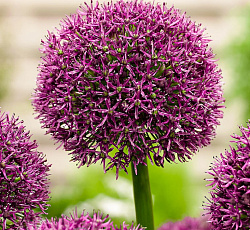 Лук декоративный - Остара