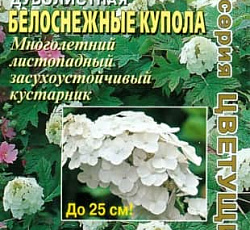 Гортензия Дуболистная Белоснежные купола