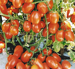 Томат Король рынка II F1