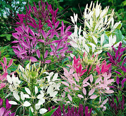 Клеома Смесь окрасок