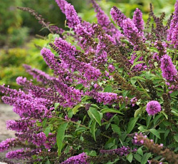 Буддлея Давида (Патио) - Софи (Люкс)