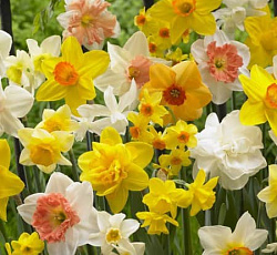 Нарцисс (С расщепленной коронкой) - Смесь окрасок