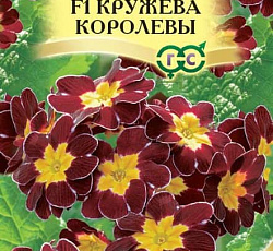 Примула Кружева королевы F1