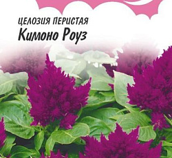 Целозия перистая Кимоно Роуз