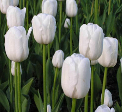Тюльпан (Триумф) - Вайт Хевен
