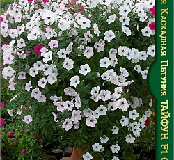 Петуния гигантская каскадная Тайфун F1 Сильвер