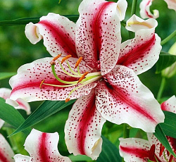 Лилия (восточная) - Диззи