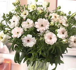 Лютик (гибридный) - Баттерфляй Ариадна