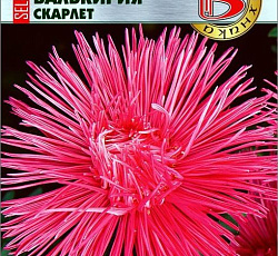 Астра китайская Валькирия селект Скарлет