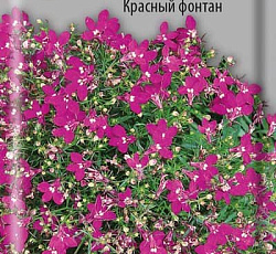 Лобелия Плетистая Красный фонтан