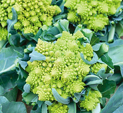 Капуста цветная Вероника F1