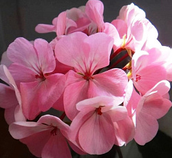 Пеларгония зональная Люстра Лавендер