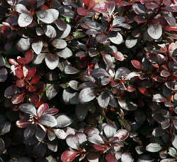 Барбарис (тунберга) - Дартс Ред Леди