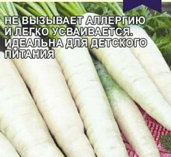 Морковь Чурчхела белая