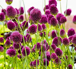 Лук декоративный - Круглоголовый