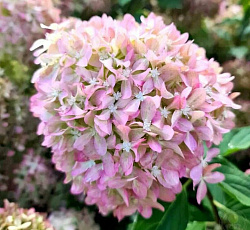 Гортензия метельчатая (Патио) - Пиксио (Люкс)