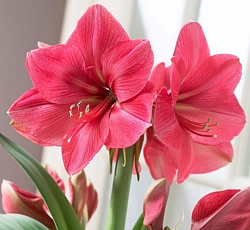 Амариллис (простой) - Геркулес (Люкс)