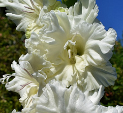 Гладиолус (Российская селекция) - Белое Море