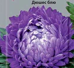 Астра Пионовидная Дюшес блю