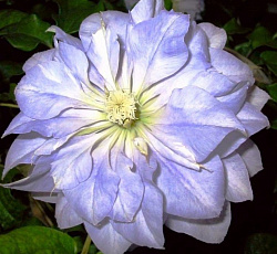 Клематис (крупноцветковый) - Даймонд Болл (Люкс)