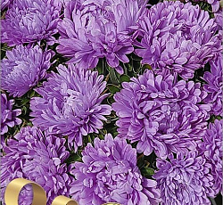 Астра китайская Май Леди Лилак