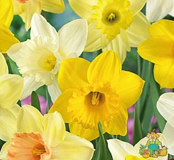 Нарцисс (крупнокорончатый) - Смесь окрасок (о)