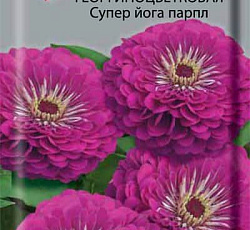 Цинния георгиноцветковая Супер йога парпл