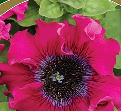 Петуния превосходнейшая Бордовая