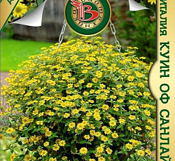 Санвиталия Куин оф Санлайт F1