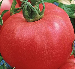 Томат Алеша Попович