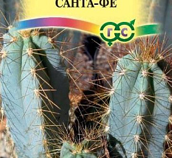 Цереус (кактус) Форбса Санта-Фе
